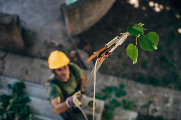 How Our Tree Care Process Works  in  Summit Hill, PA